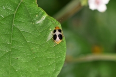 Paridea oculata