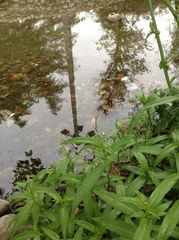 Persicaria hydropiper