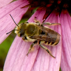 Megachile fortis