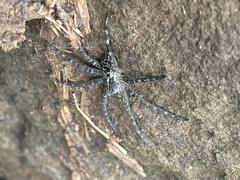 Dolomedes scriptus