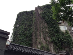 Parthenocissus quinquefolia