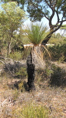 Xanthorrhoea platyphylla