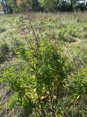 Scrophularia marilandica