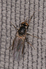 Empidoidea