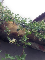 Trachelospermum jasminoides