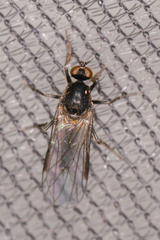 Empidoidea