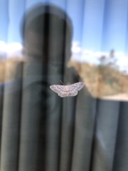 Idaea seriata