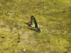 Graphium cloanthus