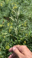 Bromus inermis