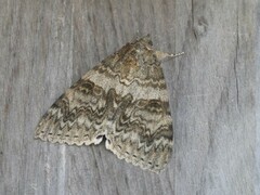 Catocala nupta