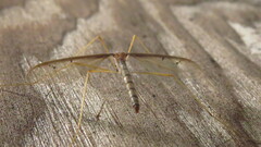 Tricyphona