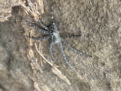Dolomedes scriptus