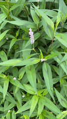 Persicaria pensylvanica
