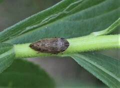 Aphrodes