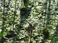 Diplacodes trivialis