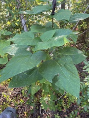 Catalpa speciosa