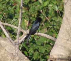 Melaenornis pammelaina