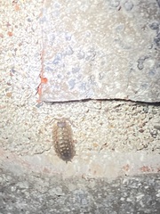 Porcellio spinicornis