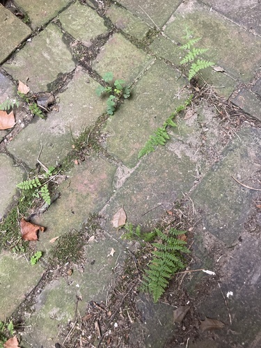 hay-scented fern