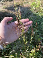 Rumex acetosella