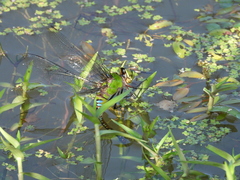 Anax panybeus