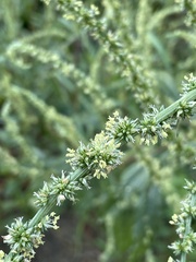 Amaranthus palmeri