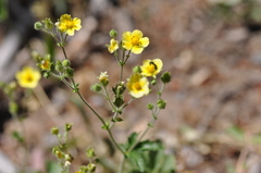 Potentilla flabellifolia