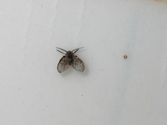 Clogmia albipunctata