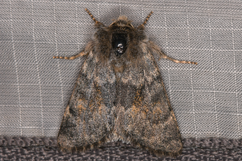 Lasionycta luteola