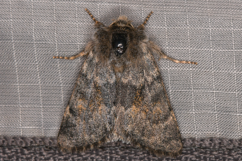 Lasionycta luteola