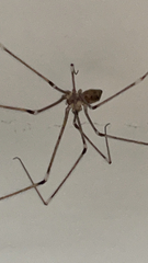 Pholcidae