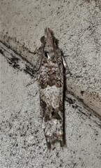 Spilonota constrictana