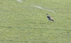 Vanellus miles novaehollandiae