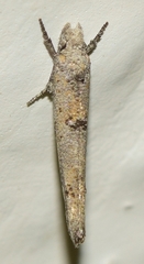 Zelleria oleastrella