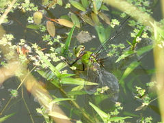 Anax panybeus