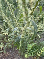 Amaranthus palmeri