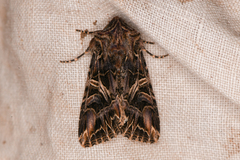 Anarta farnhami