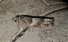 Spilonota constrictana
