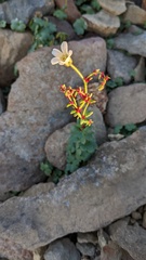 Saxifraga cernua