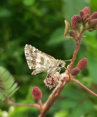 Spialia galba