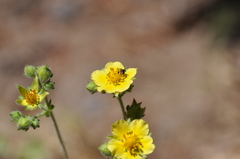 Potentilla flabellifolia