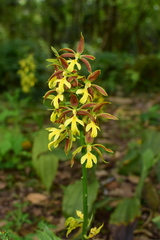 Calanthe hancockii