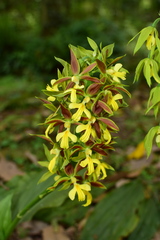 Calanthe hancockii
