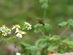 Macroglossum