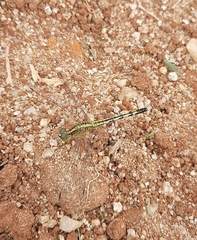 Diplacodes trivialis