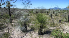 Xanthorrhoea platyphylla