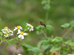 Macroglossum