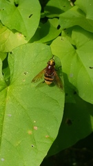 Volucella zonaria