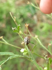 Zygogramma bicolorata