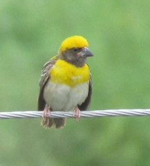 Ploceus philippinus